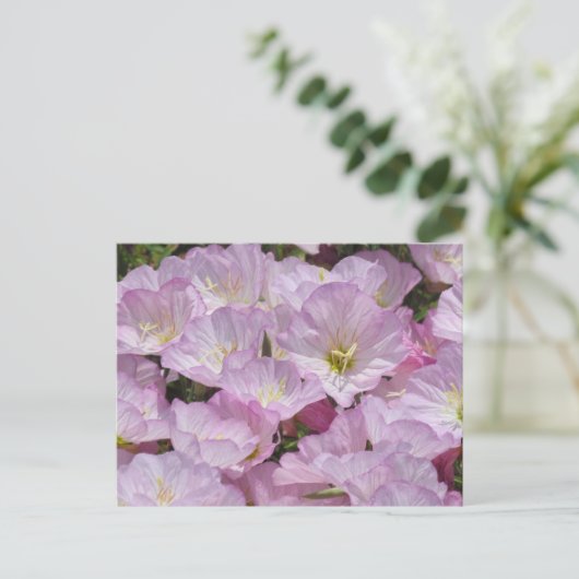 Carte postale - Gros plan de Primrose (Debout devant)