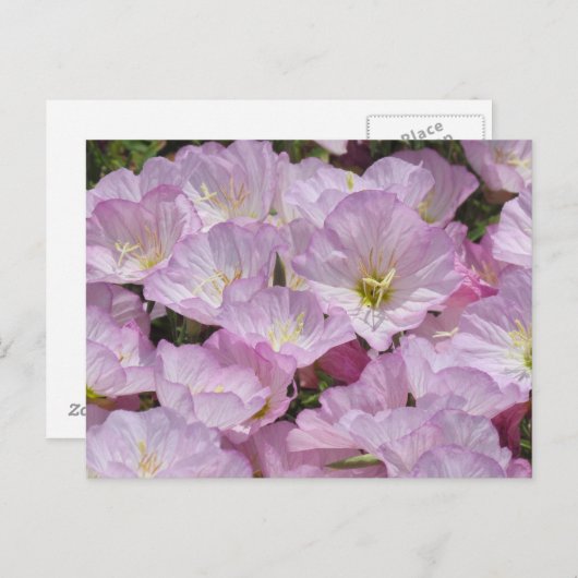 Carte postale - Gros plan de Primrose (Devant / Derrière)