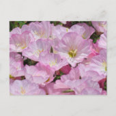 Carte postale - Gros plan de Primrose (Devant)