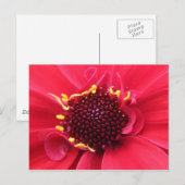 Carte Postale Gros plan de Red Dahlia (Devant / Derrière)