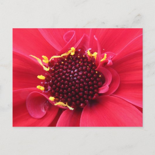 Carte Postale Gros plan de Red Dahlia (Devant)