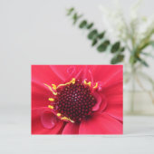 Carte Postale Gros plan de Red Dahlia (Debout devant)