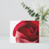Carte Postale Gros plan de Red Rose (Debout devant)