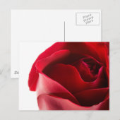 Carte Postale Gros plan de Red Rose (Devant / Derrière)