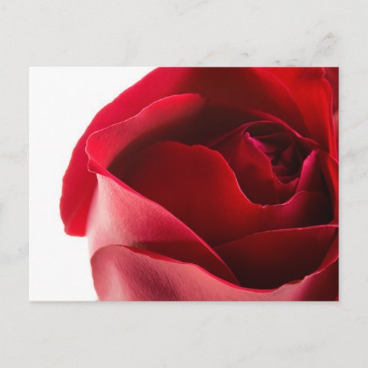 Carte Postale Gros plan de Red Rose (Devant)