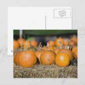 Carte Postale Gros plan des citrouilles (Devant / Derrière)