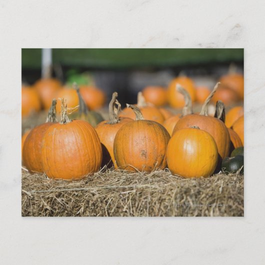 Carte Postale Gros plan des citrouilles (Devant)