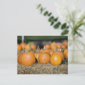 Carte Postale Gros plan des citrouilles (Debout devant)