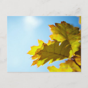 Carte Postale Gros plan des feuilles de automne jaunes