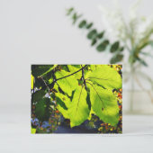 Carte Postale Gros Plan Des Feuilles De Hêtre (Debout devant)