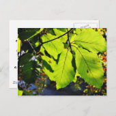 Carte Postale Gros Plan Des Feuilles De Hêtre (Devant / Derrière)