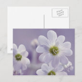 Carte Postale Gros plan des fleurs 2 (Devant / Derrière)