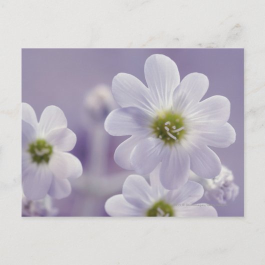 Carte Postale Gros plan des fleurs 2 (Devant)