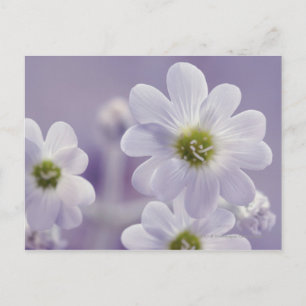 Carte Postale Gros plan des fleurs 2