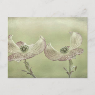 Carte Postale Gros plan des fleurs de bois de chien rose  Seabec