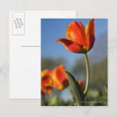 Carte Postale Gros plan des fleurs de tulipes (Devant / Derrière)