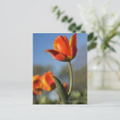 Carte Postale Gros plan des fleurs de tulipes (Debout devant)