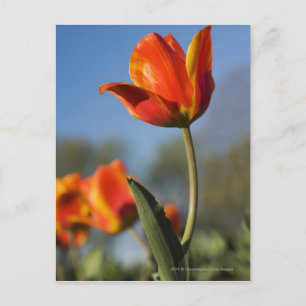 Carte Postale Gros plan des fleurs de tulipes