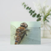 Carte Postale Gros plan des libellules (Debout devant)