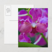 Carte Postale Gros plan des orchidées roses (Devant / Derrière)