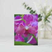 Carte Postale Gros plan des orchidées roses (Debout devant)