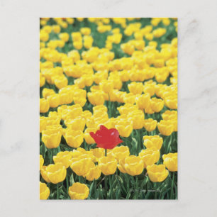 Carte Postale Gros plan des Tulipes dans un champ, Leiden,