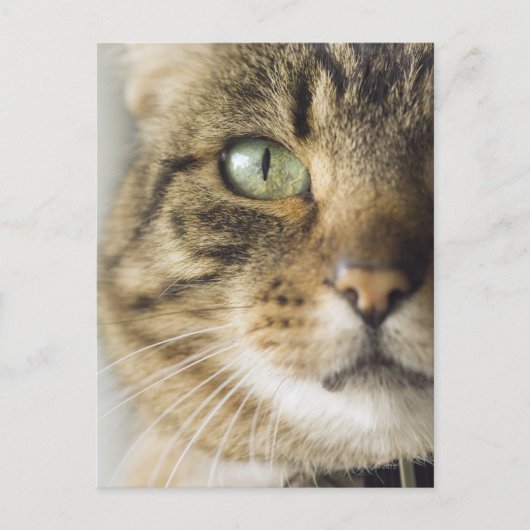 Carte Postale Gros plan du chat (attention portée aux yeux) (Devant)