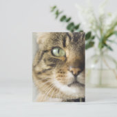 Carte Postale Gros plan du chat (attention portée aux yeux) (Debout devant)