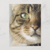Gros plan du chat (attention portée aux yeux)