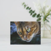 Carte Postale Gros plan du chat du Bengale (Debout devant)
