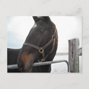 Carte Postale Gros plan du cheval