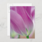 Carte Postale Gros plan du dessous de la fleur de tulipe, 2 (Devant / Derrière)