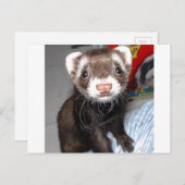 Carte Postale Gros plan du Ferret mignon avec des marques blanch (Devant / Derrière)