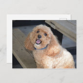 Carte Postale Gros plan du mignon chien Cockapo souriant à l'app (Devant / Derrière)