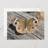 Carte Postale Gros plan du papillon commun (Junonia) (Devant / Derrière)