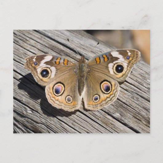 Carte Postale Gros plan du papillon commun (Junonia) (Devant)