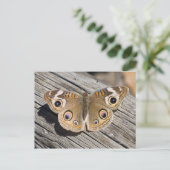 Carte Postale Gros plan du papillon commun (Junonia) (Debout devant)