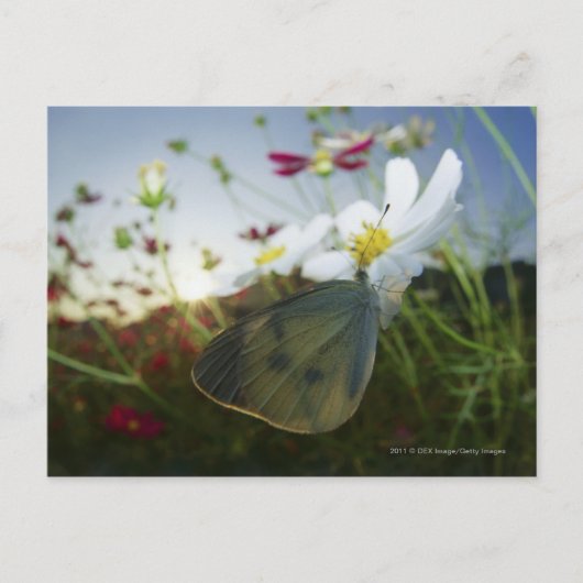 Carte Postale Gros plan du papillon sur la fleur (Devant)