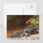 Carte Postale Gros plan d'un alligator américain au J.N. (Devant / Derrière)