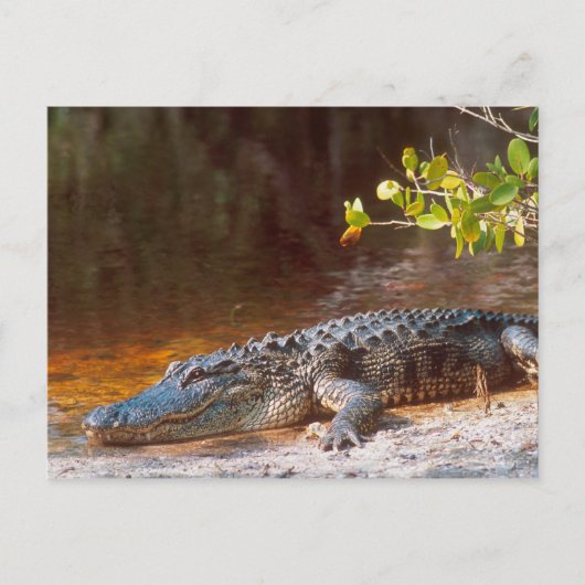Carte Postale Gros plan d'un alligator américain au J.N. (Devant)