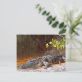 Carte Postale Gros plan d'un alligator américain au J.N. (Debout devant)