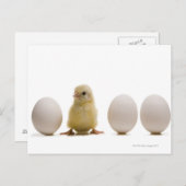 Carte Postale Gros plan d'un bébé poussin avec trois oeufs (Devant / Derrière)