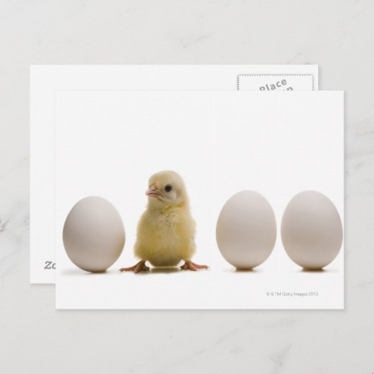 Carte Postale Gros plan d'un bébé poussin avec trois oeufs (Devant / Derrière)