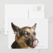 Carte Postale Gros plan d'un berger allemand léchant le nez (Devant / Derrière)