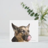 Carte Postale Gros plan d'un berger allemand léchant le nez (Debout devant)