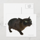 Carte Postale Gros plan d'un chat 2 (Devant / Derrière)