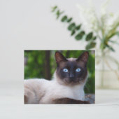 Carte Postale Gros plan d'un chat siamois aux yeux bleus (Debout devant)