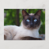 Carte Postale Gros plan d'un chat siamois aux yeux bleus (Devant)