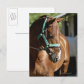 Carte Postale Gros plan d'un cheval 4 (Devant / Derrière)