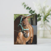 Carte Postale Gros plan d'un cheval 4 (Debout devant)